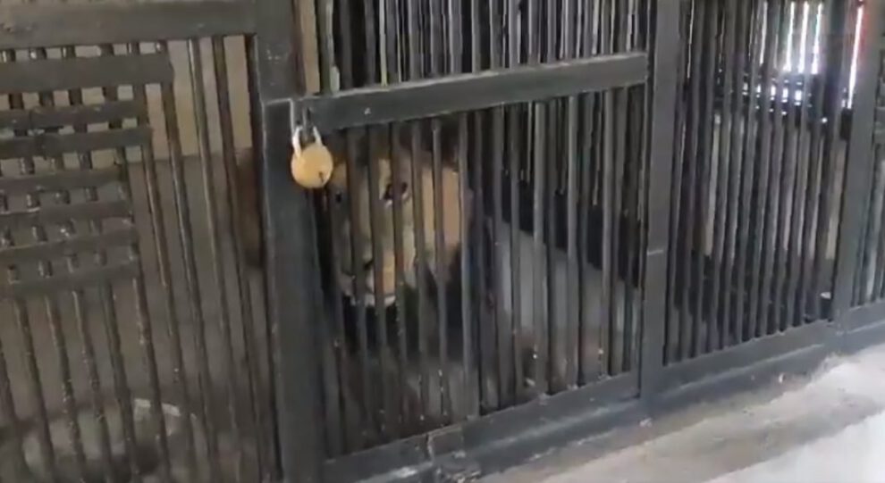 Hombre muere tras ser atacado por un león en zoológico en India