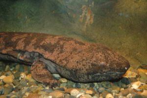 Investigadores de la Universidad de Kioto descubren salamandra gigante china