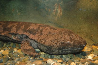 Investigadores de la Universidad de Kioto descubren salamandra gigante china