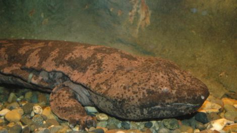 Investigadores de la Universidad de Kioto descubren salamandra gigante china