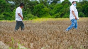 Crisis en sector oleaginoso: sequía impacta producción y exportación