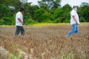 Crisis en sector oleaginoso: sequía impacta producción y exportación