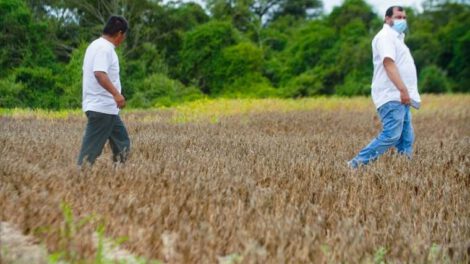 Crisis en sector oleaginoso: sequía impacta producción y exportación