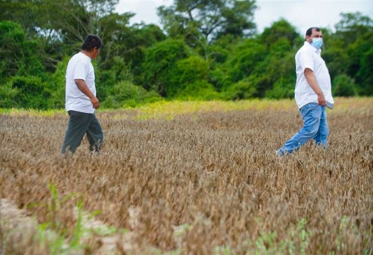 Crisis en sector oleaginoso: sequía impacta producción y exportación