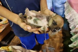 Rescate de animales en inundación en Cobija
