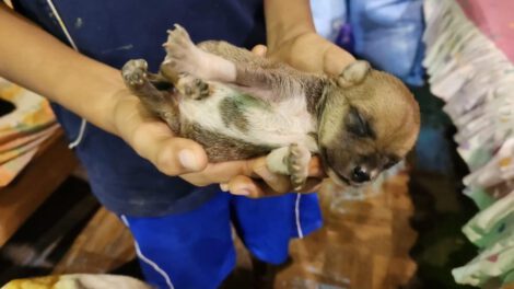 Rescate de animales en inundación en Cobija