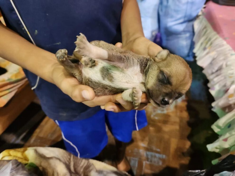 Rescate de animales en inundación en Cobija