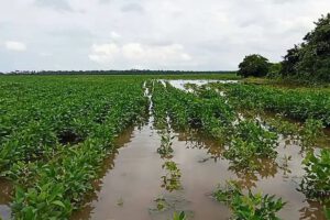 Impacto de lluvias en San Pedro