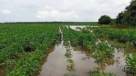 Impacto de lluvias en San Pedro
