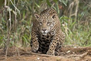 Encuentro con un jaguar en Santa Cruz