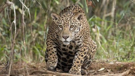 Encuentro con un jaguar en Santa Cruz
