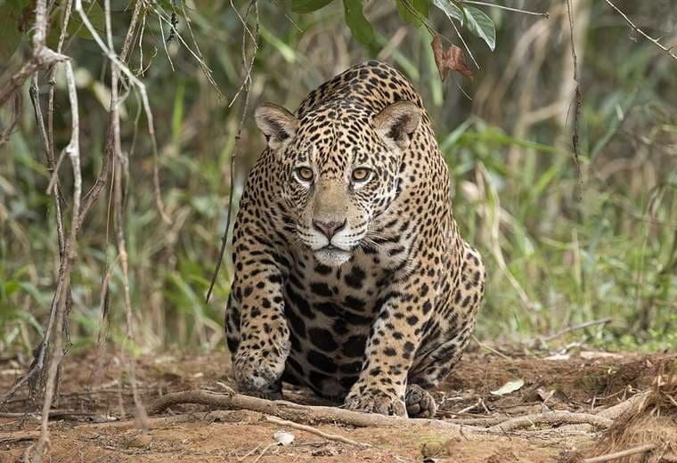 Encuentro con un jaguar en Santa Cruz