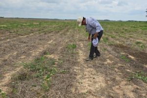 Producción de soya afectada por la sequía
