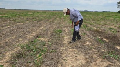 Producción de soya afectada por la sequía