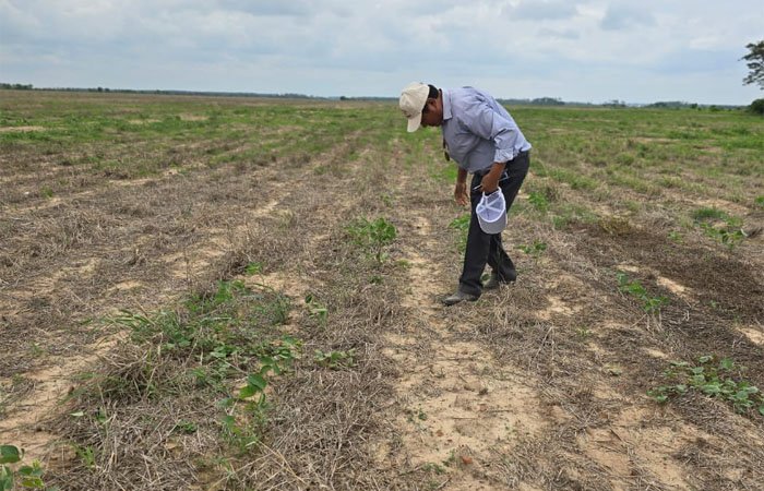 Producción de soya afectada por la sequía