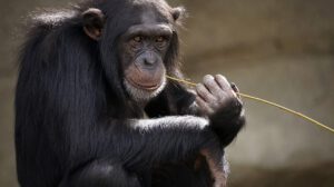 Chimpancés y abejorros aprenden habilidades sociales complejas