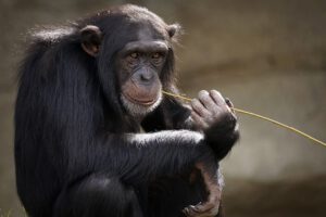 Chimpancés y abejorros aprenden habilidades sociales complejas