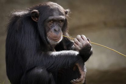 Chimpancés y abejorros aprenden habilidades sociales complejas