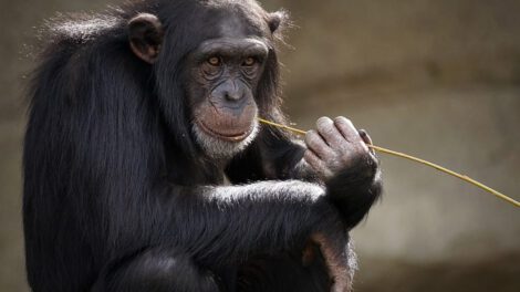 Chimpancés y abejorros aprenden habilidades sociales complejas