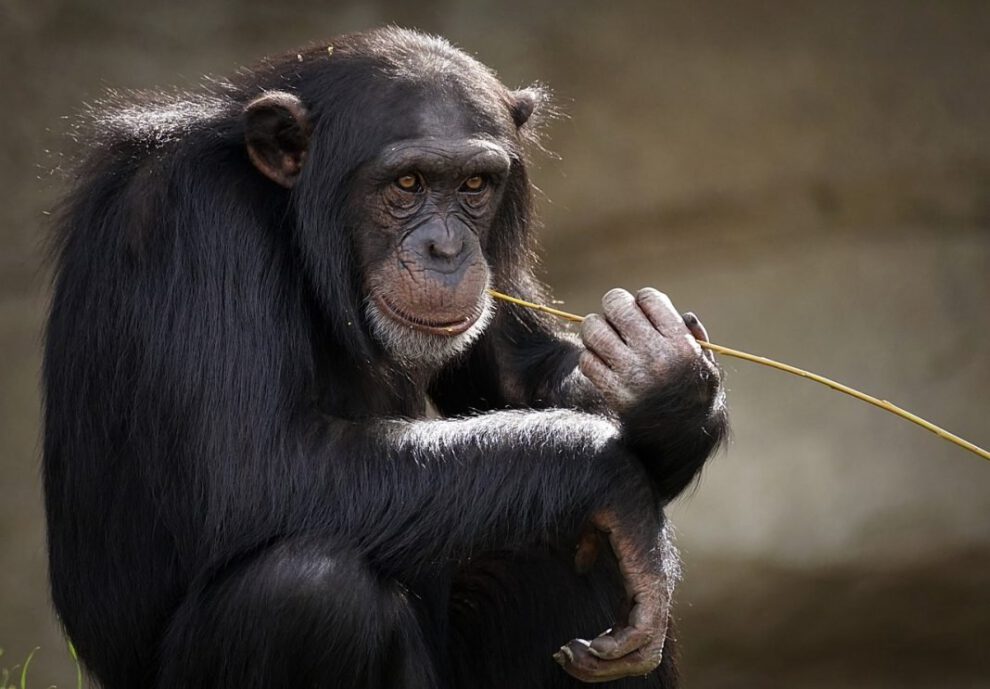 Chimpancés y abejorros aprenden habilidades sociales complejas