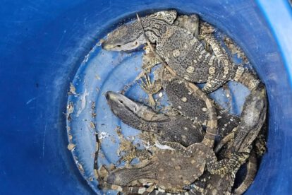 Contrabando de animales silvestres en Tailandia