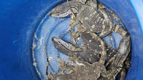 Contrabando de animales silvestres en Tailandia