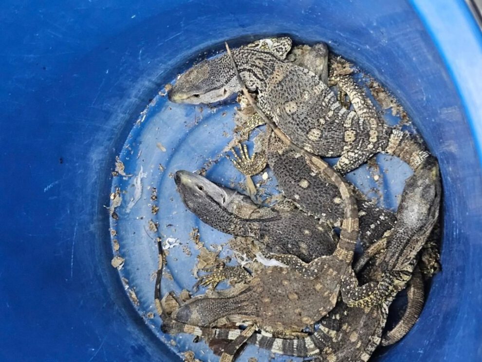 Contrabando de animales silvestres en Tailandia