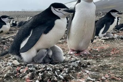 Cambio climático y pingüinos antárticos