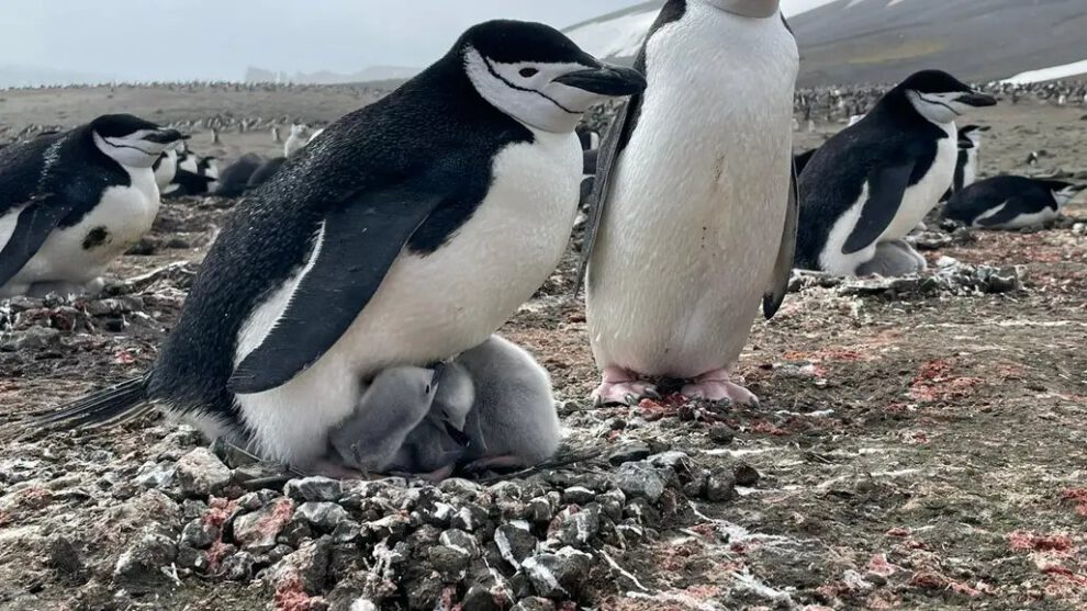 Cambio climático y pingüinos antárticos