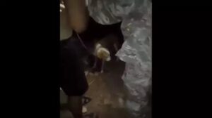 Investigación sobre biocidio de canes en Rurrenabaque