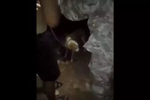 Investigación sobre biocidio de canes en Rurrenabaque