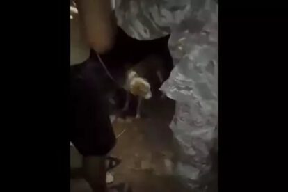 Investigación sobre biocidio de canes en Rurrenabaque