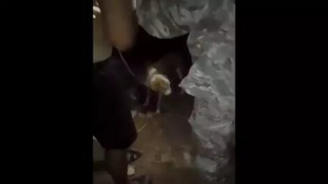 Investigación sobre biocidio de canes en Rurrenabaque