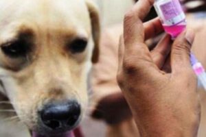 Producción de vacuna antirrábica por Inlasa