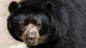 Oso andino en peligro por caza furtiva y tráfico ilegal en Bolivia