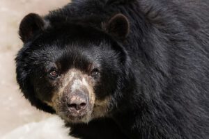 Oso andino en peligro por caza furtiva y tráfico ilegal en Bolivia