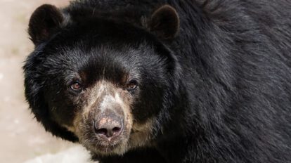 Oso andino en peligro por caza furtiva y tráfico ilegal en Bolivia