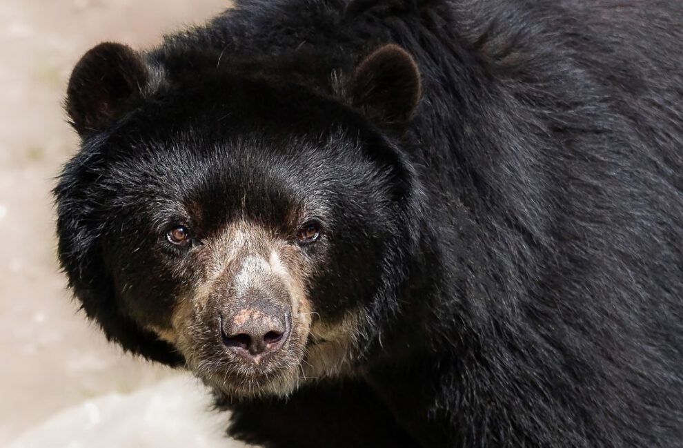 Oso andino en peligro por caza furtiva y tráfico ilegal en Bolivia