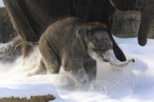Descubren proteína GluK2 que permite a los mamíferos sentir el frío