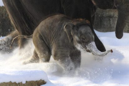 Descubren proteína GluK2 que permite a los mamíferos sentir el frío