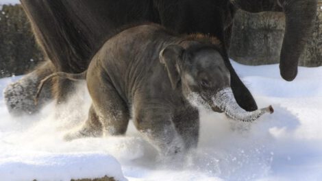 Descubren proteína GluK2 que permite a los mamíferos sentir el frío