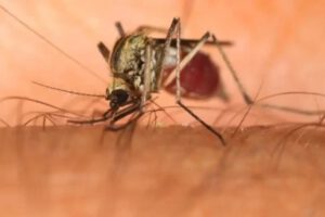 Los mosquitos de la especie Culex propagan el virus oropouche