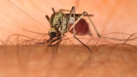 Los mosquitos de la especie Culex propagan el virus oropouche