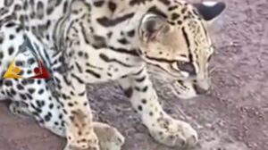 Leopardo herido en carretera de Santa Ana del Yacuma
