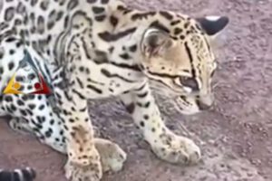 Leopardo herido en carretera de Santa Ana del Yacuma