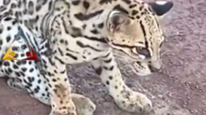 Leopardo herido en carretera de Santa Ana del Yacuma