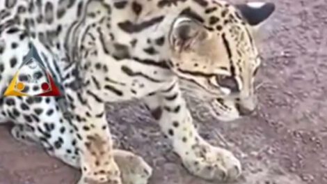 Leopardo herido en carretera de Santa Ana del Yacuma