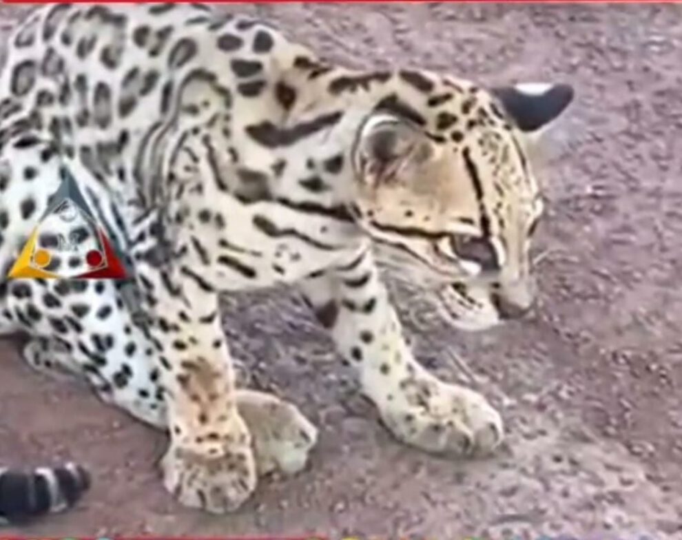 Leopardo herido en carretera de Santa Ana del Yacuma