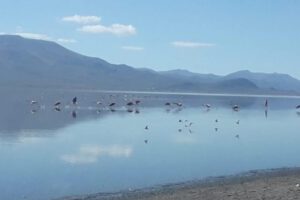 Incertidumbre sobre siembra de alevines en el lago Uru Uru