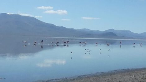 Incertidumbre sobre siembra de alevines en el lago Uru Uru